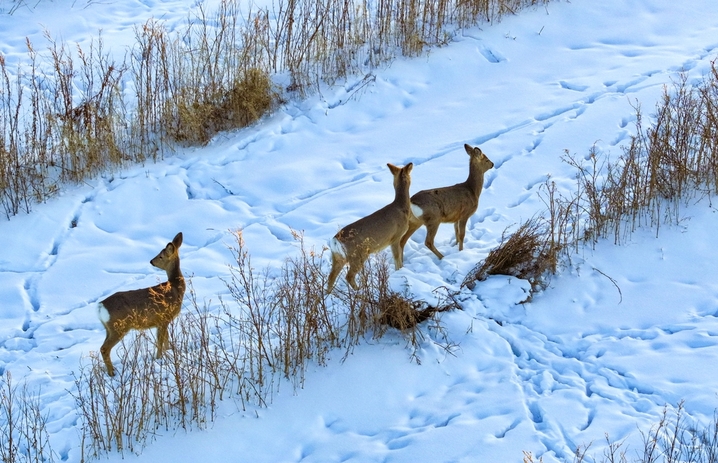 2025年12月28日，野生狍子在兴安盟阿尔山市天池镇的雪原上奔跑（无人机照片）。