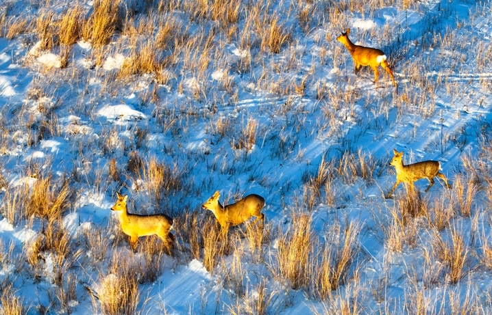 2025年12月28日，寒冬时节，在内蒙古兴安盟阿尔山市天池镇的雪原上，野生狍子结伴现身，灵动的身影在皑皑白雪的映衬下格外醒目，如诗如幻。近年来，当地持续加强生态环境保护，生态环境不断改善，野生动物的栖息空间日益拓展，野生动物种群数量稳步增长，人与自然和谐共生的美好画卷徐徐展开。来源：王正/IC photo
