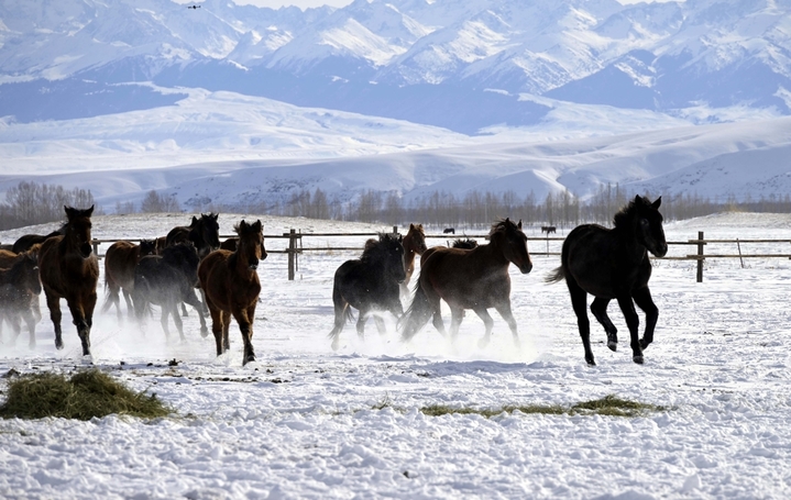 2025年12月12日，新疆伊犁哈萨克自治州昭苏上演“天马踏雪”壮观景象。在冰天雪地之中，马匹在雪原上扬鬃奋蹄、腾起雪雾，场面极具震撼力，它已成冰雪旅游招牌，游人可以在专业人员指导下参与骑马项目。来源：IC photo
