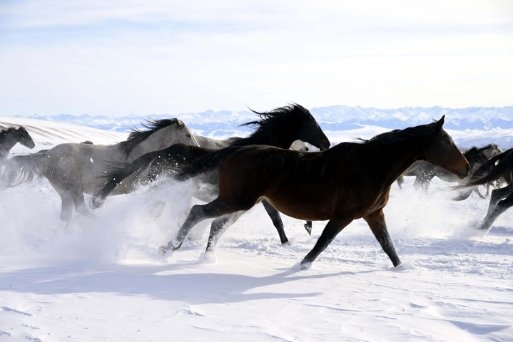 2025年12月12日，新疆伊犁哈萨克自治州昭苏上演“天马踏雪”壮观景象。在冰天雪地之中，马匹在雪原上扬鬃奋蹄、腾起雪雾，场面极具震撼力，它已成冰雪旅游招牌，游人可以在专业人员指导下参与骑马项目。