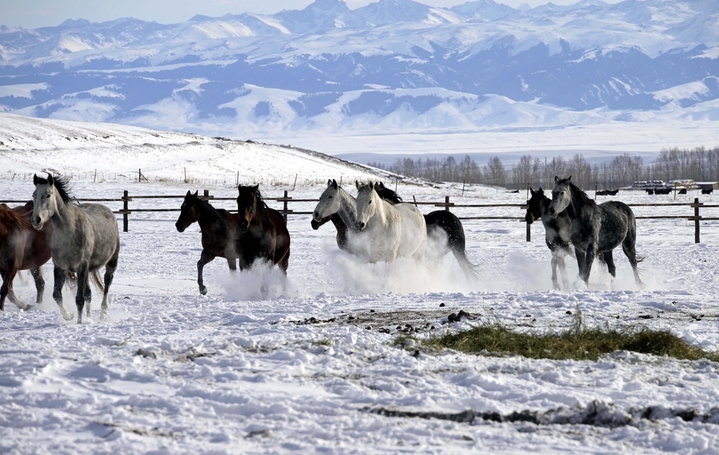 2025年12月12日，新疆伊犁哈萨克自治州昭苏上演“天马踏雪”壮观景象。在冰天雪地之中，马匹在雪原上扬鬃奋蹄、腾起雪雾，场面极具震撼力，它已成冰雪旅游招牌，游人可以在专业人员指导下参与骑马项目。