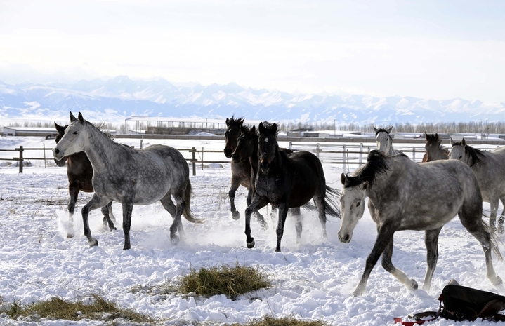 2025年12月12日，新疆伊犁哈萨克自治州昭苏上演“天马踏雪”壮观景象。在冰天雪地之中，马匹在雪原上扬鬃奋蹄、腾起雪雾，场面极具震撼力，它已成冰雪旅游招牌，游人可以在专业人员指导下参与骑马项目。