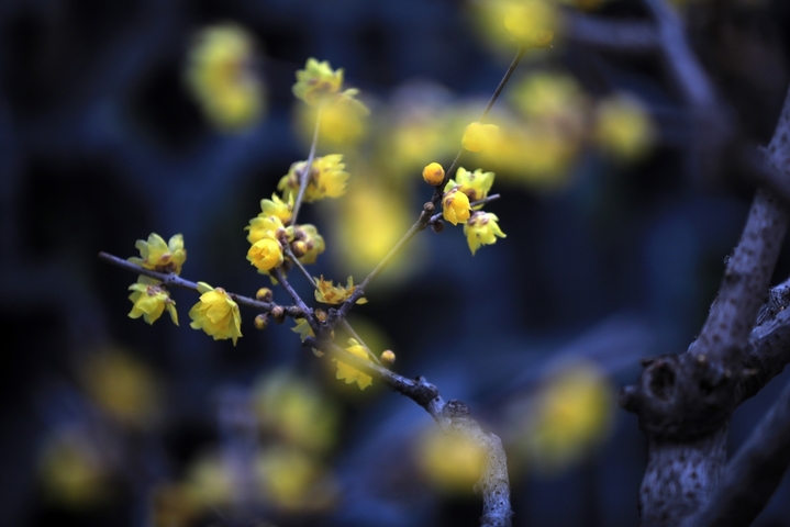 2026年1月4日，江苏省淮安市古典园林清晏园蜡梅绽放，清香扑鼻，为冬日增添芬芳暖意。小寒节气将至，淮安各大景区内蜡梅陆续盛开，黄白花朵缀满枝头，散发清雅香气。