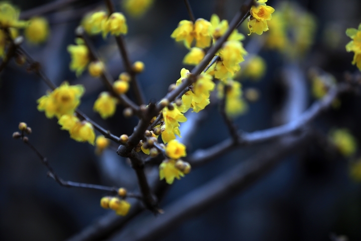 2026年1月4日，江苏省淮安市古典园林清晏园蜡梅绽放，清香扑鼻，为冬日增添芬芳暖意。小寒节气将至，淮安各大景区内蜡梅陆续盛开，黄白花朵缀满枝头，散发清雅香气。