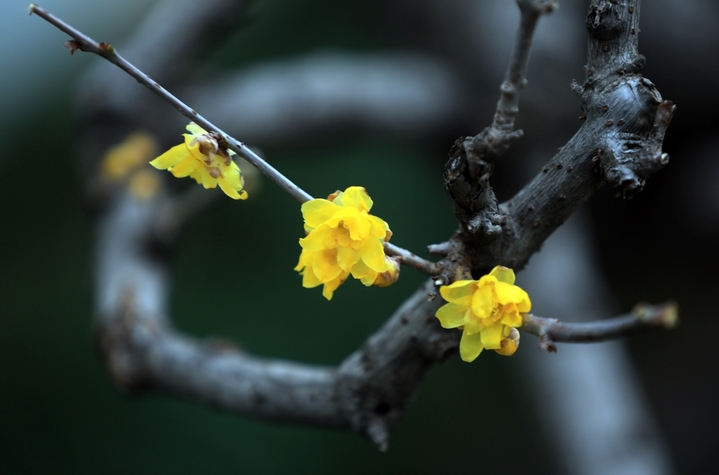 2026年1月4日，江苏省淮安市古典园林清晏园蜡梅绽放，清香扑鼻，为冬日增添芬芳暖意。小寒节气将至，淮安各大景区内蜡梅陆续盛开，黄白花朵缀满枝头，散发清雅香气。