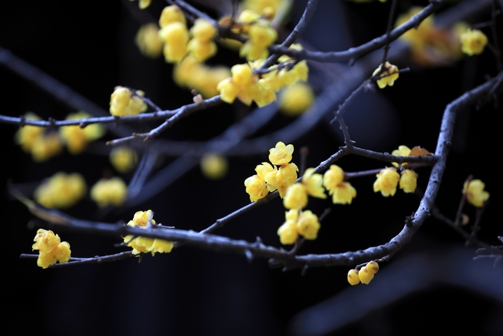 2026年1月4日，江苏省淮安市古典园林清晏园蜡梅绽放，清香扑鼻，为冬日增添芬芳暖意。小寒节气将至，淮安各大景区内蜡梅陆续盛开，黄白花朵缀满枝头，散发清雅香气。