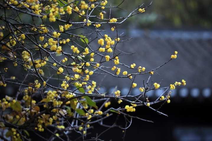 2026年1月4日，江苏省淮安市古典园林清晏园蜡梅绽放，清香扑鼻，为冬日增添芬芳暖意。小寒节气将至，淮安各大景区内蜡梅陆续盛开，黄白花朵缀满枝头，散发清雅香气。周长国/IC photo
