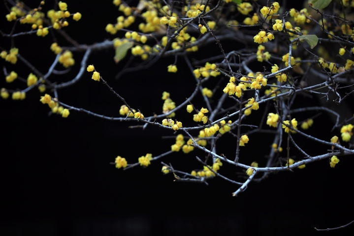 2026年1月7日，江苏省淮安市钵池山蜡梅绽放，清香扑鼻，为冬日增添芬芳暖意。小寒节气过后，淮安各大景区内蜡梅陆续盛开，黄白花朵缀满枝头，散发清雅香气。