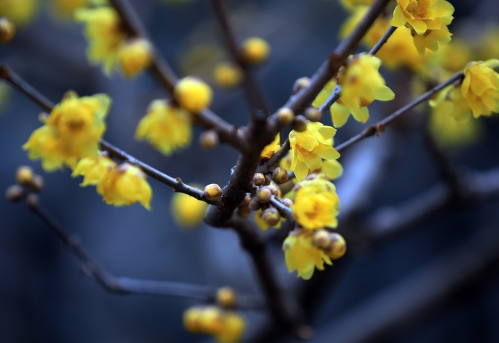 2026年1月7日，江苏省淮安市钵池山蜡梅绽放，清香扑鼻，为冬日增添芬芳暖意。小寒节气过后，淮安各大景区内蜡梅陆续盛开，黄白花朵缀满枝头，散发清雅香气。