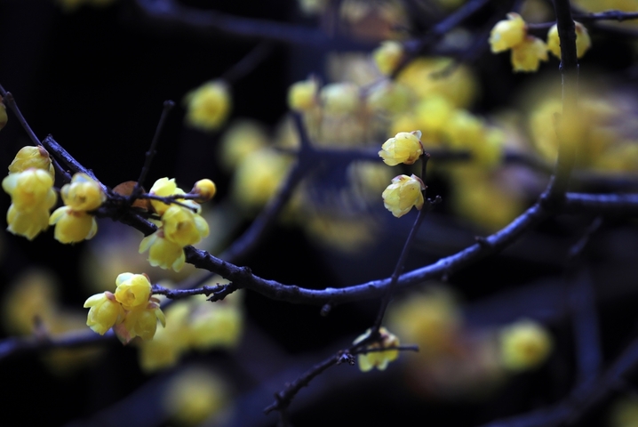 2026年1月7日，江苏省淮安市钵池山蜡梅绽放，清香扑鼻，为冬日增添芬芳暖意。小寒节气过后，淮安各大景区内蜡梅陆续盛开，黄白花朵缀满枝头，散发清雅香气。