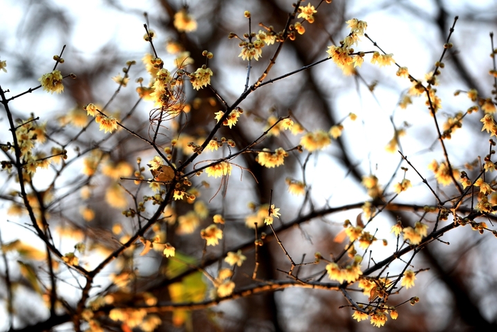 2026年1月7日，江苏省淮安市钵池山蜡梅绽放，清香扑鼻，为冬日增添芬芳暖意。小寒节气过后，淮安各大景区内蜡梅陆续盛开，黄白花朵缀满枝头，散发清雅香气。周长国/IC photo