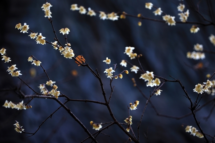 2026年1月7日，江苏省淮安市钵池山蜡梅绽放，清香扑鼻，为冬日增添芬芳暖意。小寒节气过后，淮安各大景区内蜡梅陆续盛开，黄白花朵缀满枝头，散发清雅香气。