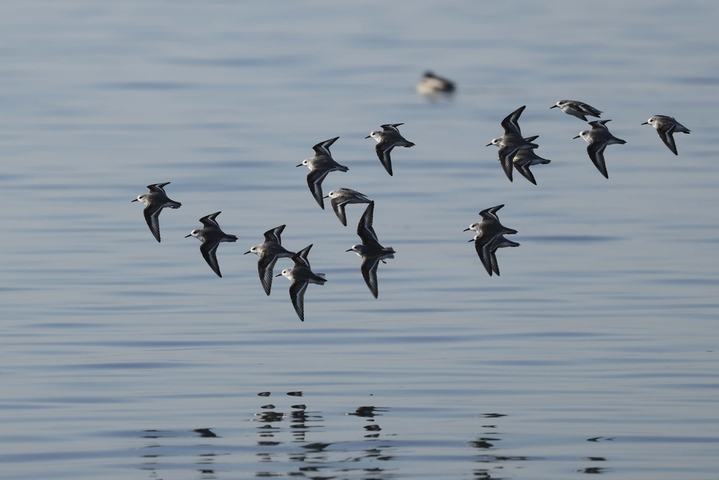 2026年1月8日，山东省青岛市西海岸新区唐岛湾海滨冬风与海风交织，在这里过冬的三趾滨鹬时而群集于礁石上栖息，时而集群相伴振翅飞舞，为冬季海滨编织出一道道美丽的生态风景线。