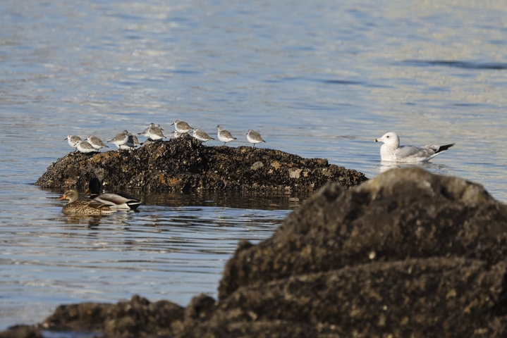 2026年1月8日，山东省青岛市西海岸新区唐岛湾海滨冬风与海风交织，在这里过冬的三趾滨鹬时而群集于礁石上栖息，时而集群相伴振翅飞舞，为冬季海滨编织出一道道美丽的生态风景线。