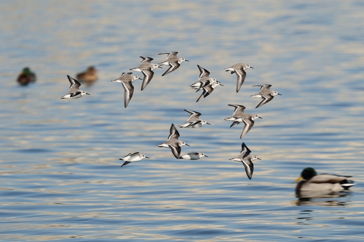 2026年1月8日，山东省青岛市西海岸新区唐岛湾海滨冬风与海风交织，在这里过冬的三趾滨鹬时而群集于礁石上栖息，时而集群相伴振翅飞舞，为冬季海滨编织出一道道美丽的生态风景线。
