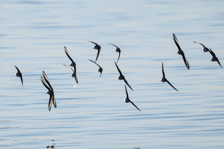 2026年1月8日，山东省青岛市西海岸新区唐岛湾海滨冬风与海风交织，在这里过冬的三趾滨鹬时而群集于礁石上栖息，时而集群相伴振翅飞舞，为冬季海滨编织出一道道美丽的生态风景线。来源：韩加君/IC photo

