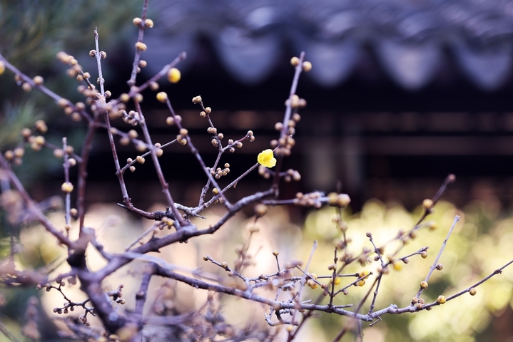 2026年1月11日，南京市，瞻园腊梅绽放。深冬时节，南京瞻园里的腊梅绽放，吸引市民游客前往观赏。当日是三九第四天。
