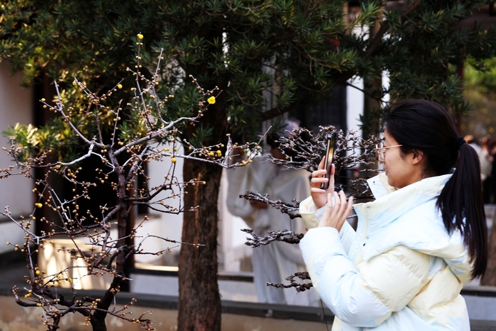 2026年1月11日，南京市，瞻园腊梅绽放。深冬时节，南京瞻园里的腊梅绽放，吸引市民游客前往观赏。当日是三九第四天。
