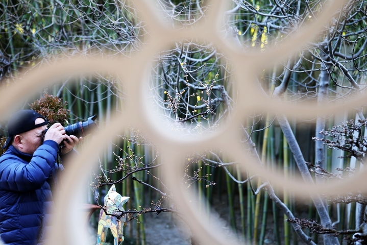 2026年1月11日，南京市，瞻园腊梅绽放。深冬时节，南京瞻园里的腊梅绽放，吸引市民游客前往观赏。当日是三九第四天。
