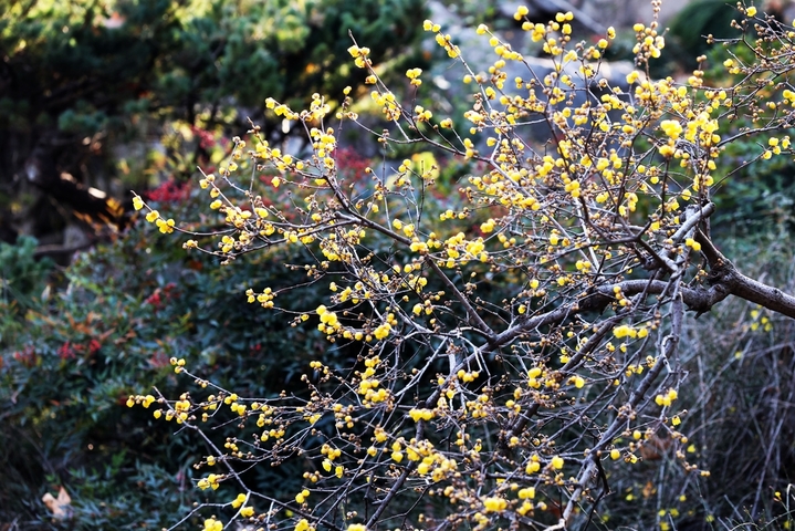 2026年1月11日，南京市，瞻园腊梅绽放。深冬时节，南京瞻园里的腊梅绽放，吸引市民游客前往观赏。当日是三九第四天。
