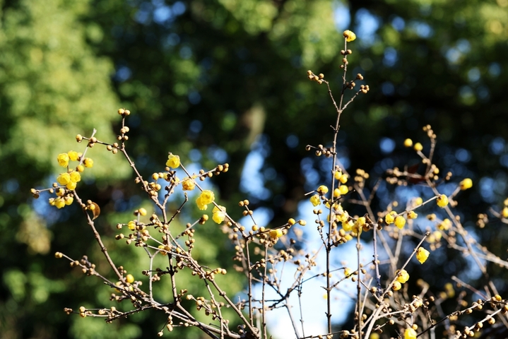 2026年1月11日，南京市，瞻园腊梅绽放。深冬时节，南京瞻园里的腊梅绽放，吸引市民游客前往观赏。当日是三九第四天。来源：IC photo

