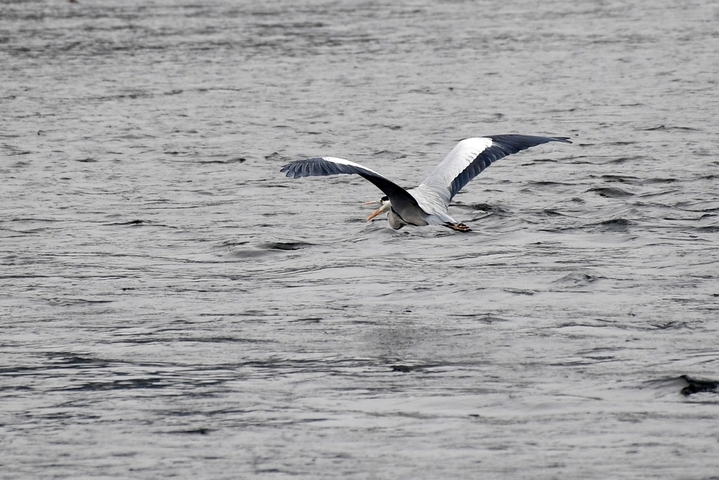 2026年1月11日，贵州省仁怀市茅台镇，一只苍鹭在赤水河畔翱翔。
