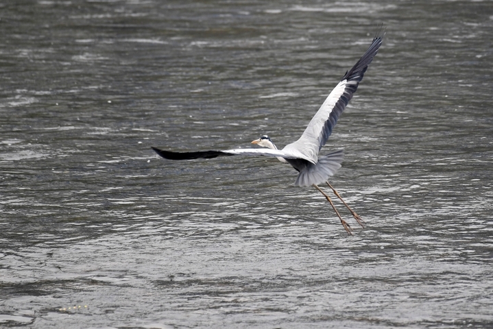 2026年1月11日，贵州省仁怀市茅台镇，一只苍鹭在赤水河畔翱翔。
