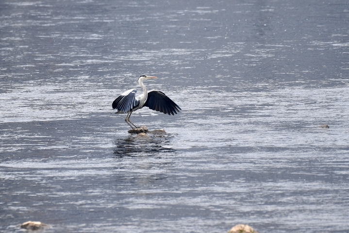 2026年1月11日，贵州省仁怀市茅台镇，一只苍鹭在赤水河畔翱翔。
