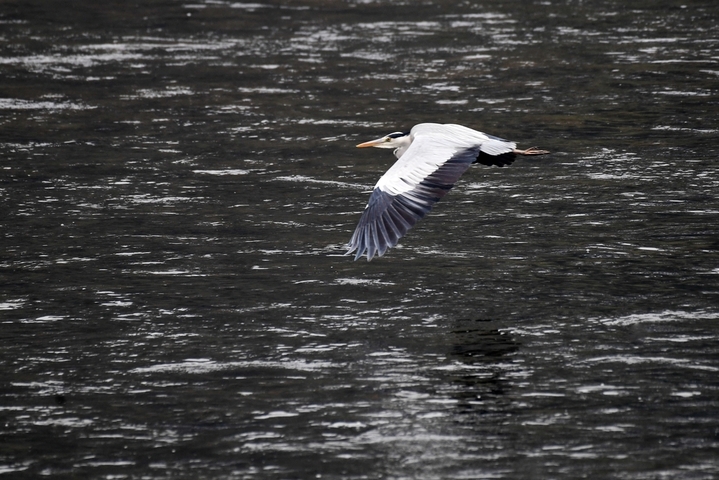 2026年1月11日，贵州省仁怀市茅台镇，一只苍鹭在赤水河畔翱翔。
