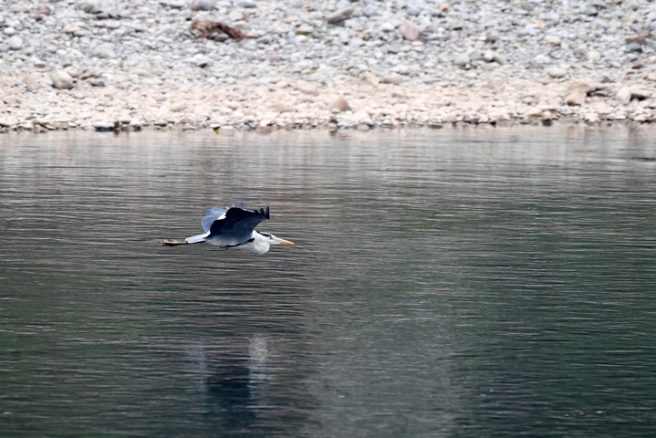 2026年1月11日，赤水河流域是长江流域首条实施全面“十年禁渔”的一级支流，从2017年1月1日起，全流域、全时段全面禁止一切捕捞行为。赤水河流域全面禁渔以来，水域生态环境显著改善。如今，赤水河呈现出一幅水清岸绿、鱼翔浅底、飞鸟云集的美丽生态画卷。来源：IC photo

