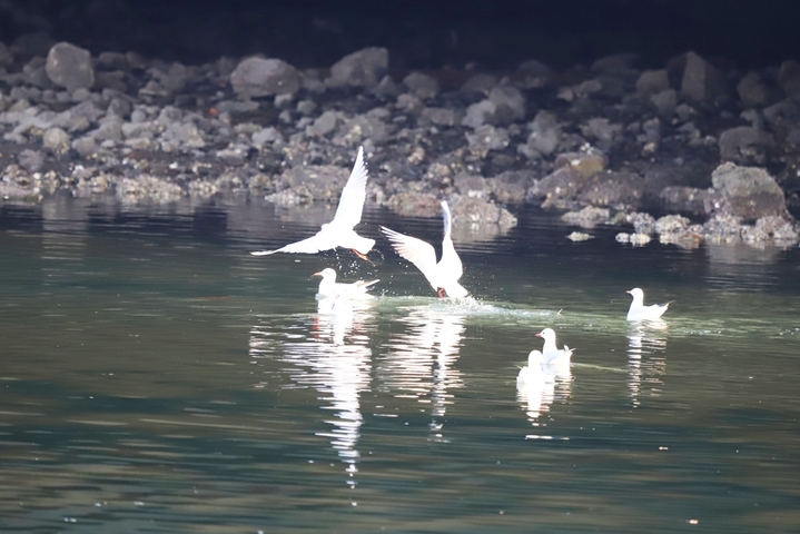  2025年1月13日，山东省青岛市，西海岸新区，岔河入海口附近海鸥聚集共舞冰面。