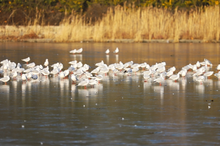  2025年1月13日，山东省青岛市，西海岸新区，岔河入海口附近海鸥聚集共舞冰面。