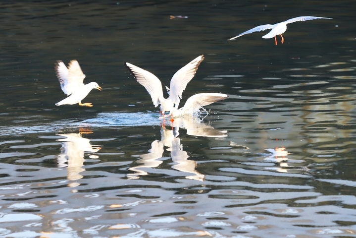  2025年1月13日，山东省青岛市，西海岸新区，岔河入海口附近海鸥聚集共舞冰面。