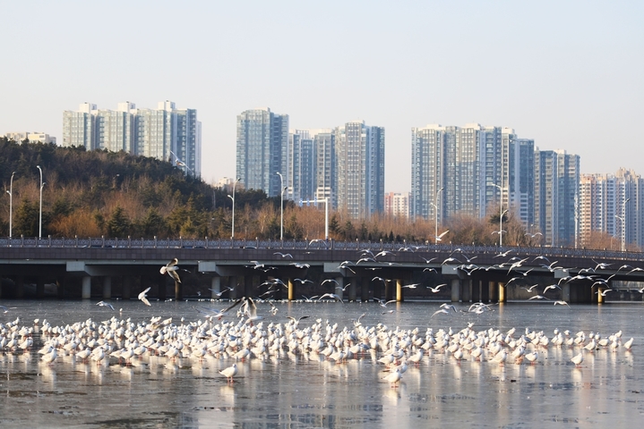 2025年1月13日，山东省青岛市，西海岸新区，岔河入海口附近海鸥聚集共舞冰面。