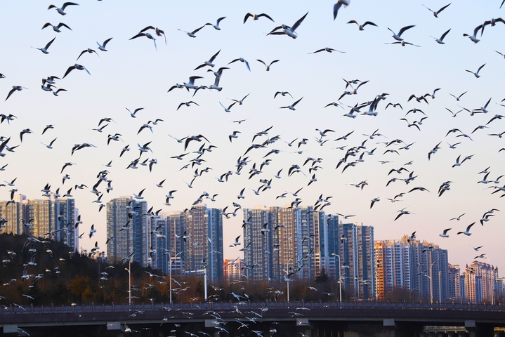 2025年1月13日，山东省青岛市，西海岸新区，岔河入海口附近海鸥聚集共舞冰面。当日下午，成千上万只海鸥聚集在冰面上，时而翻飞共舞，时而休憩安静，有如在共赴冰上圆舞曲盛会，壮观美丽。来源：陈霞/IC photo