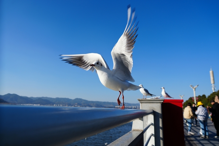 2026年1月14日，云南昆明，滇池越冬的海鸥。