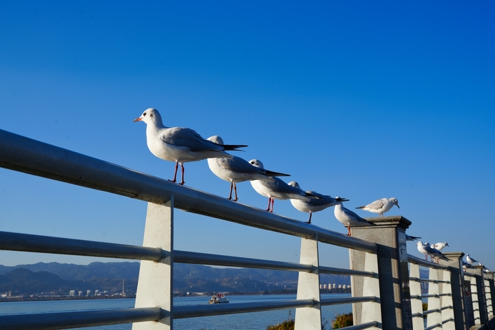 2026年1月14日，云南昆明，海鸥在水域栅栏上休息。
