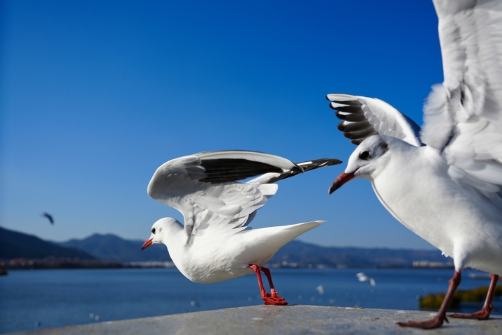 2026年1月14日，云南昆明，滇池越冬的海鸥。
