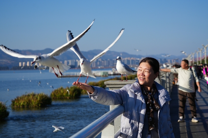 2026年1月14日，游客在云南昆明海埂大坝投喂海鸥。来源：唐斌/IC photo

