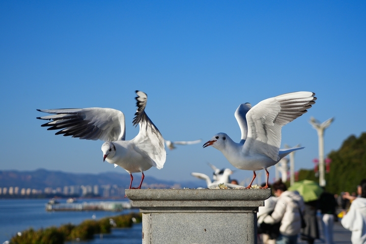  2026年1月14日，云南昆明，滇池越冬的海鸥。
