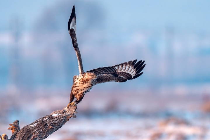 2026年1月18日，黑龙江省大庆市，零下20度低温下，国家二级保护动物猛禽大鵟，冰雪里捕食栖息。 