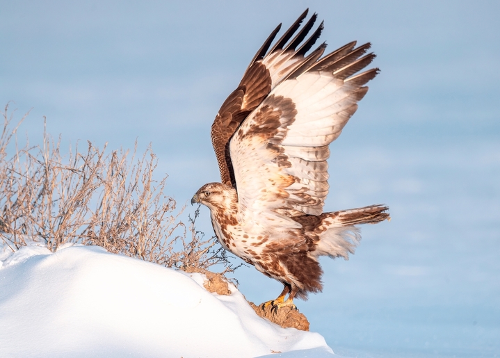 2026年1月18日，黑龙江省大庆市，零下20度低温下，国家二级保护动物猛禽大鵟，冰雪里捕食栖息。 