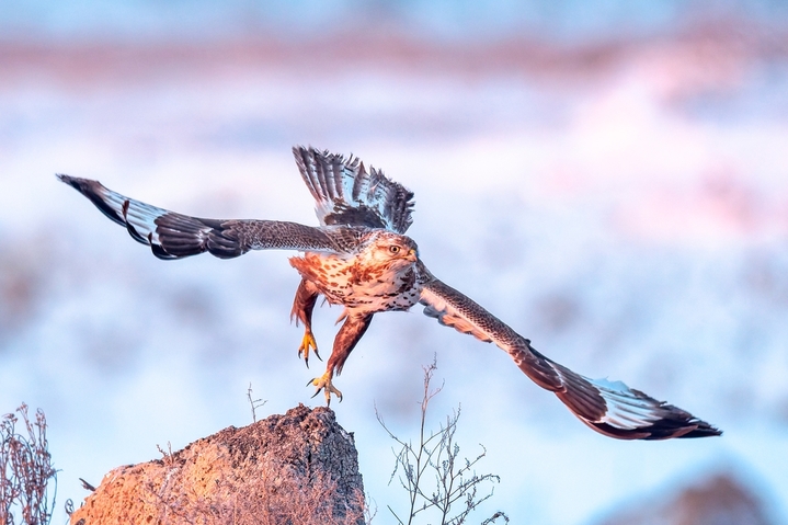 2026年1月18日，黑龙江省大庆市，零下20度低温下，国家二级保护动物猛禽大鵟，冰雪里捕食栖息。 