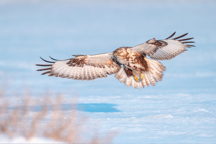 2026年1月18日，黑龙江省大庆市，零下20度低温下，国家二级保护动物猛禽大鵟，冰雪里捕食栖息。 