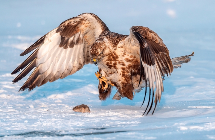 2026年1月18日，黑龙江省大庆市，零下20度低温下，国家二级保护动物猛禽大鵟，冰雪里捕食栖息。 