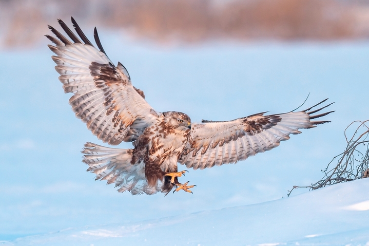 2026年1月18日，黑龙江省大庆市，零下20度低温下，国家二级保护动物猛禽大鵟，冰雪里捕食栖息。 池世永/IC photo