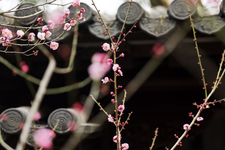 2026年1月18日，南京市，雨花台风景区的梅花与古建相映成趣。当日是四九第二天，数九寒天，南京雨花台风景区里的梅花绽放，与周边的古建相映成趣。
