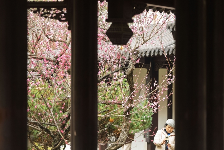 2026年1月18日，南京市，雨花台风景区的梅花与古建相映成趣。当日是四九第二天，数九寒天，南京雨花台风景区里的梅花绽放，与周边的古建相映成趣。