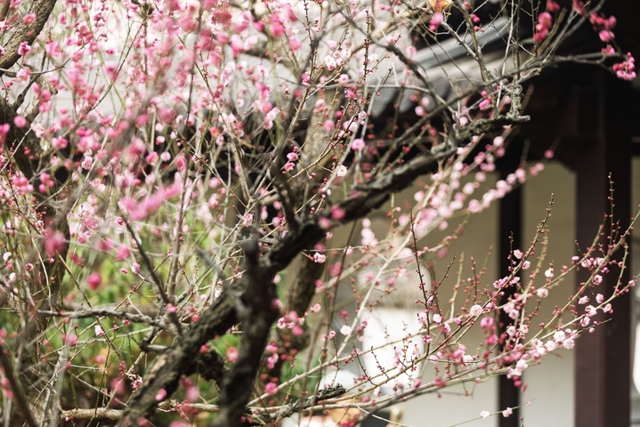 2026年1月18日，南京市，雨花台风景区的梅花与古建相映成趣。当日是四九第二天，数九寒天，南京雨花台风景区里的梅花绽放，与周边的古建相映成趣。