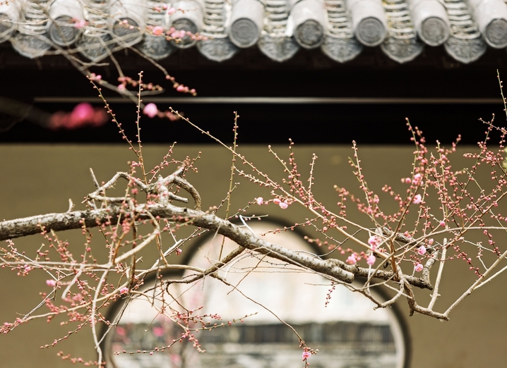 2026年1月18日，南京市，雨花台风景区的梅花与古建相映成趣。当日是四九第二天，数九寒天，南京雨花台风景区里的梅花绽放，与周边的古建相映成趣。